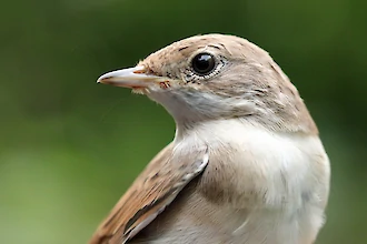Common whitethroat (Sylvia communis)