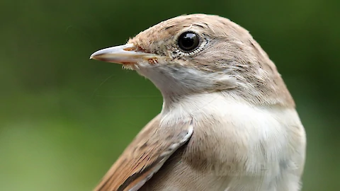 Dorngrasm&uuml;cke (Sylvia communis)