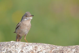 Common whitethroat (Sylvia communis)