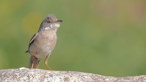 Dorngrasmücke (Sylvia communis)