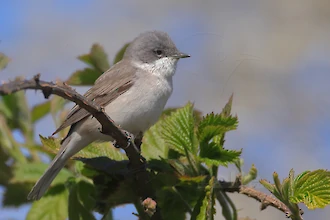 Lesser whitethroat (Sylvia curruca)