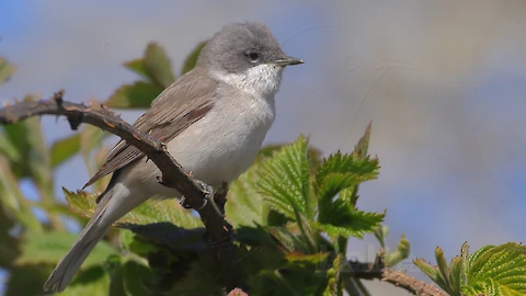 Klappergrasmuecke (Sylvia curruca)