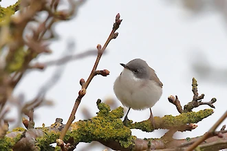 Lesser whitethroat (Sylvia curucca)