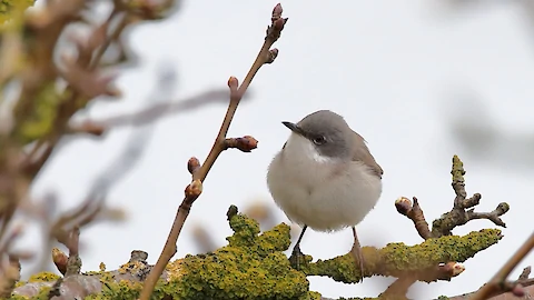 Klappergrasmücke (Sylvia curucca)
