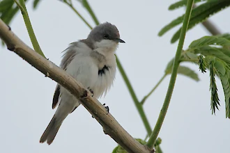 Lesser whitethroat (Sylvia curucca)