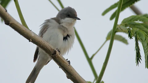 Klappergrasmücke (Sylvia curucca)