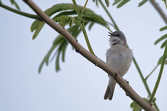 Lesser whitethroat (Sylvia curucca)