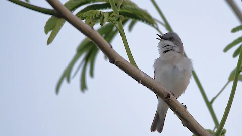Klappergrasmücke (Sylvia curucca)