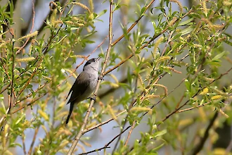 Blackcap (Sylvia atricapilla)