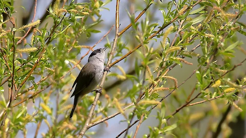 Mönchsgrasmücke (Sylvia atricapilla)