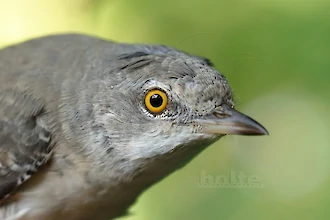 Barred warbler (Sylvia nisoria)