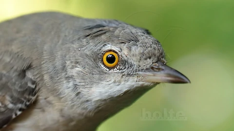 Sperbergrasm&uuml;cke (Sylvia nisoria)