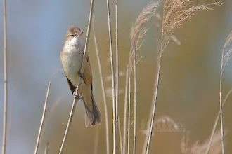 Great reed warbler (Acrocephalus arundinaceus)