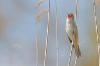 Great reed warbler (Acrocephalus arundinaceus)