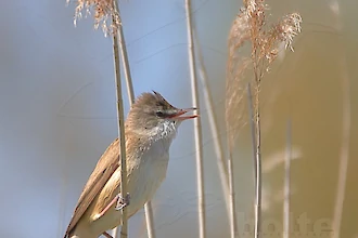 Great reed warbler (Acrocephalus arundinaceus)