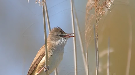 Rohrsänger