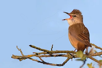 Great Reed Warbler (Acrocephalus arundinaceus)