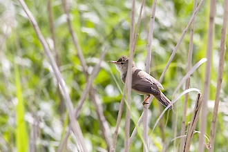 Great reed warbler (Acrocephalus arundinaceus)