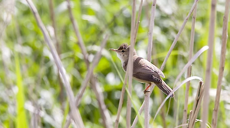 Acrocephalid warblers