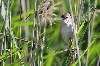 Great reed warbler (Acrocephalus arundinaceus)