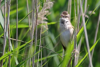 Great reed warbler (Acrocephalus arundinaceus)