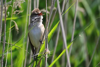 Great reed warbler (Acrocephalus arundinaceus)