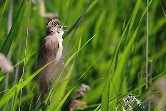 Great reed warbler (Acrocephalus arundinaceus)