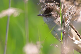 Great reed warbler (Acrocephalus arundinaceus)
