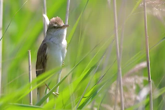 Great reed warbler (Acrocephalus arundinaceus)