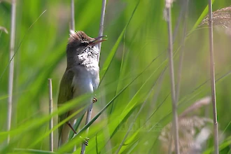 Great reed warbler (Acrocephalus arundinaceus)