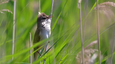 Acrocephalid warblers