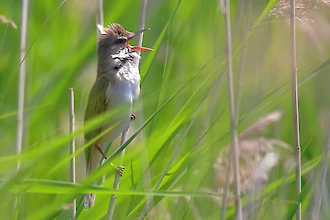 Great reed warbler (Acrocephalus arundinaceus)