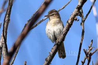Sedge warbler (Acrocephalus schoenobaenus)