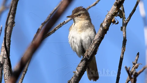 Schilfrohrsänger (Acrocephalus schoenobaenus)
