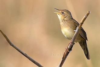 Grasshopper warbler (Locustella naevia)