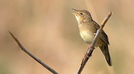 Acrocephalid warblers