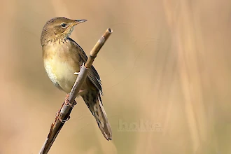 Grasshopper warbler (Locustella naevia)