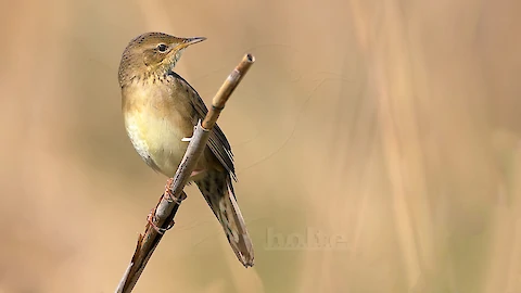 Feldschwirl (Locustella naevia)