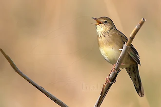 Grasshopper warbler (Locustella naevia)