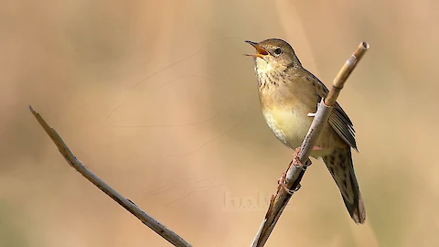 Feldschwirl (Locustella naevia)