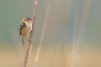Sedge warbler (Acrocephalus schoenobaenus)