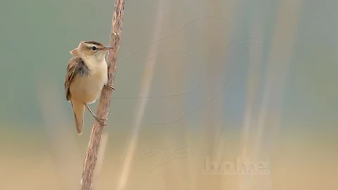 Schilfrohrsaenger (Acrocephalus schoenobaenus)