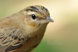 Sedge warbler (Acrocephalus schoenobaenus)
