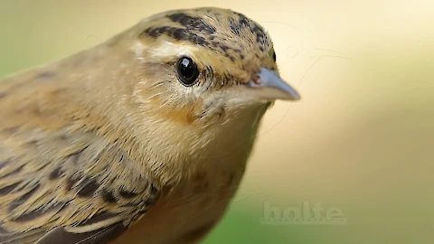 Schilfrohrs&auml;nger (Acrocephalus schoenobaenus)