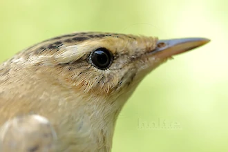 Sedge warbler (Acrocephalus schoenobaenus)
