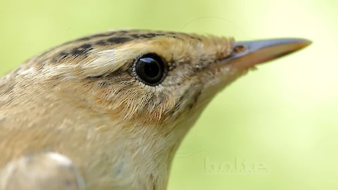 Schilfrohrs&auml;nger (Acrocephalus schoenobaenus)