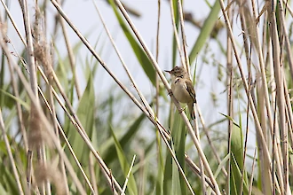 Reed warbler (Acrocephalus scirpaceus)