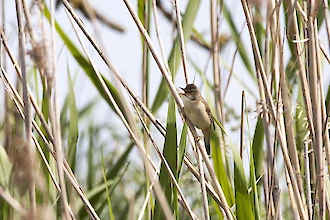 Reed warbler (Acrocephalus scirpaceus)