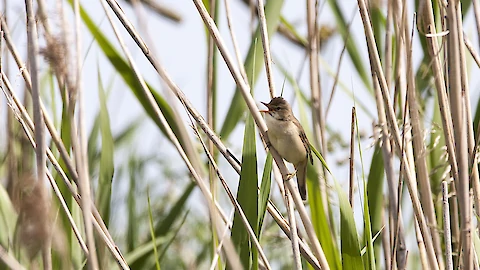 Teichrohrsänger (Acrocephalus scirpaceus)
