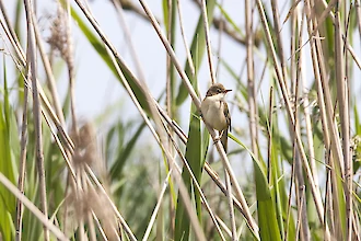 Reed warbler (Acrocephalus scirpaceus)